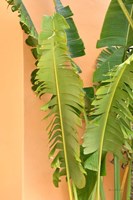 Tropical Dream III Fine Art Print