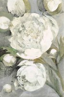 Favorite White Peonies Fine Art Print