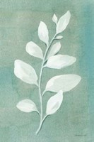 Sage Leaves I Fine Art Print