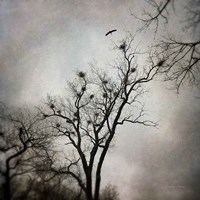 The Heron Rookery Fine Art Print