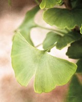 Sprouting Ginkgo III Fine Art Print