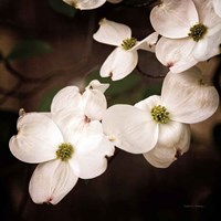 White Dogwood III Fine Art Print