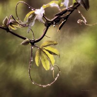 Passion Flower Vine I Fine Art Print