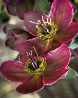 Lenton Rose V Fine Art Print