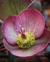 Lenton Rose IV Fine Art Print