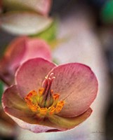 Lenton Rose III Fine Art Print