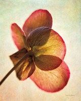 Lenton Rose I Fine Art Print