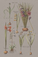 Florilegium III Gray Framed Print