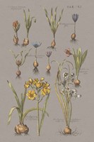 Vintage Florilegium II Gray Framed Print