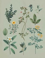 Victorian Garden V Framed Print