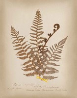 Ferns in Book IV Fine Art Print