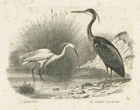 French Birds II Fine Art Print