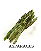 Veggie Sketch I-Asparagus Fine Art Print