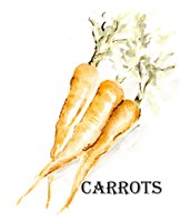 Veggie Sketch V-Carrots Fine Art Print