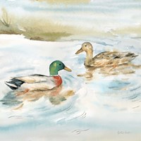 Woodland Reflections V-Mallards Fine Art Print