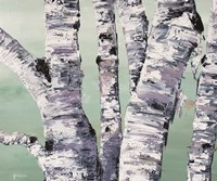 Birch Tree Close Up II Fine Art Print