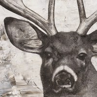 Deer Portrait Fine Art Print