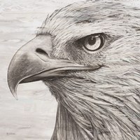 Portrait of an Eagle Fine Art Print