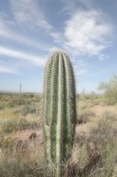 Saguaro Fine Art Print