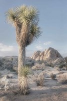 Joshua Tree National Park I Fine Art Print