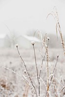 Early Snow Fine Art Print