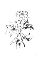 Line Clematis Fine Art Print