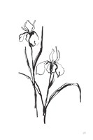 Line Iris III Fine Art Print