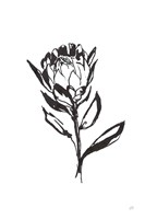 Line Protea II Fine Art Print