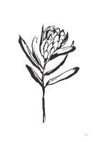 Line Protea I Fine Art Print