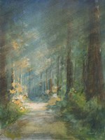 Sun Soaked Redwoods Fine Art Print