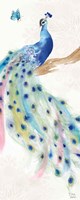 Peacock Glory II Fine Art Print