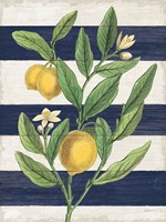 Classic Citrus V Navy Shiplap NW Fine Art Print
