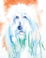 Sheep Dog Fine Art Print