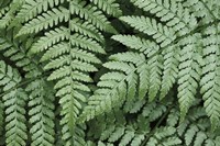 Lady Ferns II Color Fine Art Print