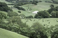 Marin California Ranch Fine Art Print