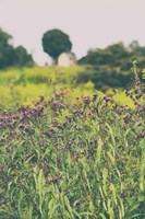 Roadside Flowers Fine Art Print