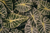 Greenery Abounds Fine Art Print