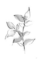 Wash Leaf II Framed Print