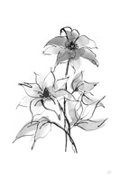 Wash Clematis Fine Art Print