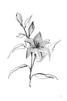 Wash Tiger Lily Fine Art Print