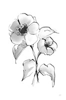 Wash Poppy I Fine Art Print