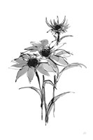 Wash Echinacea I Fine Art Print