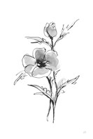 Wash Anemone I Fine Art Print