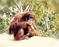 Orangutan Framed Print
