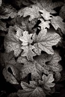 Hydrangea Leaves in Black and White Fine Art Print