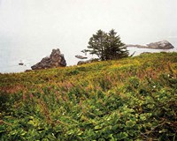 Oregon Coast Fine Art Print