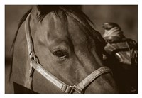 Sparta Fine Art Print