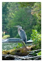 Heron on Lake George Fine Art Print