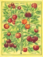 Cornell Apples Fine Art Print