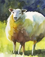 Sheep I Fine Art Print